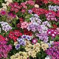 Phlox Drummondii